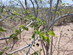 Jatropha cinerea