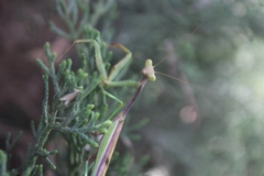 Stagmomantis montana