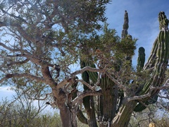 Forchhammeria watsonii