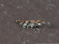 Aristotelia lespedezae