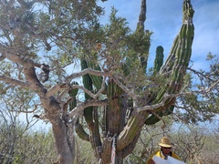 Forchhammeria watsonii