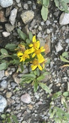Crepis crocea