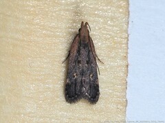 Dichomeris costarufoella