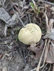 Russula pulverulenta