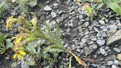 Crepis crocea