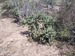 Cylindropuntia cholla
