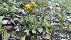 Crepis crocea