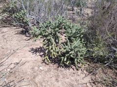 Cylindropuntia cholla