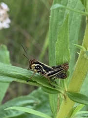 Melanoplus borealis