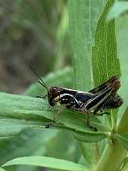 Melanoplus borealis