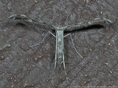 Hellinsia inquinatus