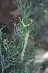 Stagmomantis montana