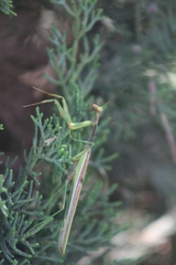 Stagmomantis montana