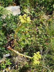 Sempervivum wulfenii