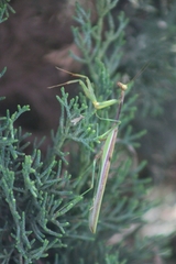 Stagmomantis montana