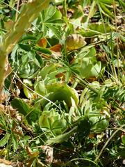 Sempervivum wulfenii