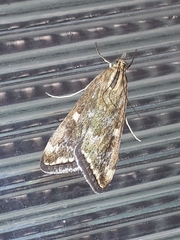 Loxostege munroealis