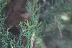 Stagmomantis montana