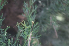 Stagmomantis montana