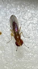 Anthomyzidae