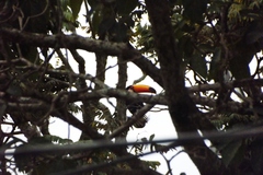 Ramphastos toco