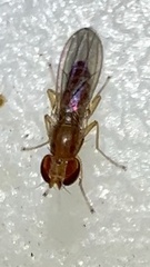 Anthomyzidae