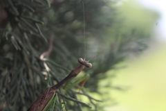 Stagmomantis montana