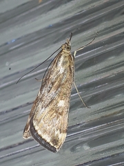 Loxostege munroealis