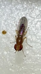 Anthomyzidae