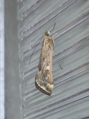 Loxostege munroealis