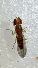 Anthomyzidae