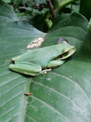 Smilisca cyanosticta