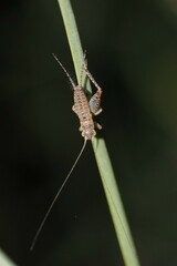 Eurepa marginipennis