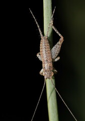 Eurepa marginipennis