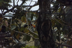 Ramphastos toco