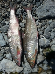 Coregonus clupeaformis
