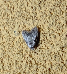 Meganola strigula