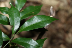 Cryptocarya sclerophylla