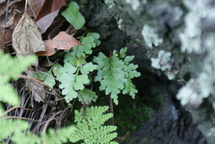 Asplenium praemorsum