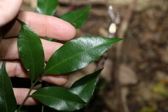 Cryptocarya sclerophylla