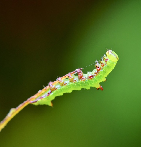 Double-toothed Prominent photo 5