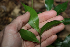 Cryptocarya sclerophylla