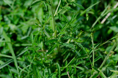 Agrimonia parviflora