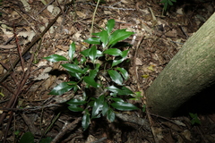 Cryptocarya sclerophylla