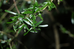 Pittosporum viscidum