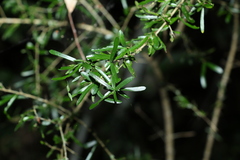 Pittosporum viscidum
