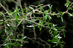 Pittosporum viscidum