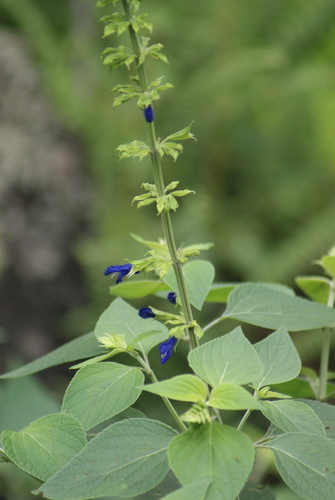 Salvia mexicana