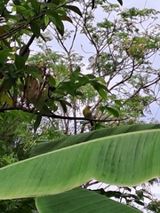 Aegithina lafresnayei