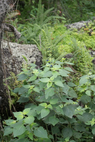 Salvia mexicana